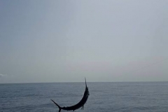 SJ-sailfish-2